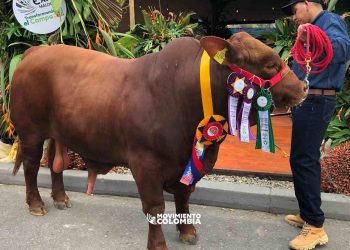 Ternero de la ganadería Paraíso Menegua se corona campeón en Expomalocas 2025